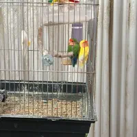 طوطی برزیلی مولد|پرنده|پاکدشت, پاکدشت (مامازند)|دیوار