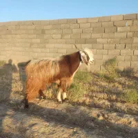 نر بز|حیوانات مزرعه|فیروزه, |دیوار