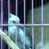 دو عدد عروس هلندی نر و ماده|پرنده|گالیکش, |دیوار