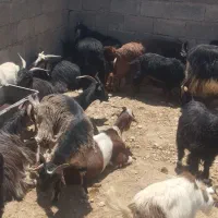 30با 30 بزغاله