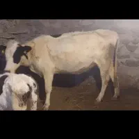 ننه بالا گا و