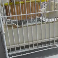 سهره کرمانی