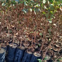 نهالستان پسته زرندی و پسته پیوندی و بادام کوهی