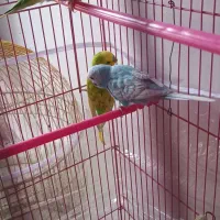 سه عدد مرغ عشق با قیمت پایین