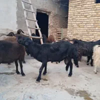 قوچ قره قزیل لخت دو دندان