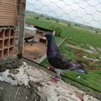 پلاکی مسافتی