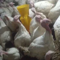 کیلویی ۲۷۰ بوقلمون