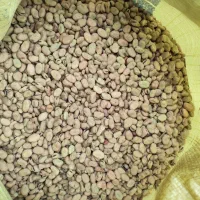 باقالا استرالیایی محصول امسال خوش پخت