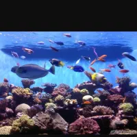 فروش آکواریوم