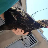 خروس لاری