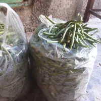 لوبیا سبز