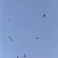 کبوتر پشت دری|پرنده|تهران, شهرک طالقانی|دیوار