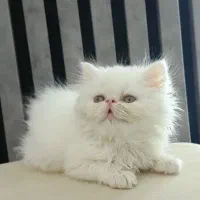 بچه پرشین سوپر فلت