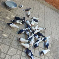 تعداد 28تا کفتر شهری و کفتر طوقی|پرنده|شیراز, شهرک بهار|دیوار