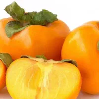 پیشفروش نهال خرمالو فویو دوساله|خدمات باغبانی و درختکاری|گهواره, |دیوار