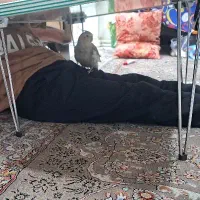 عروس هلندی گمشده