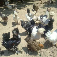 نیمچه مرغ و خروس سه ماهه تازه میخونن