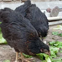 4 عدد جوجه مرغ سیاه