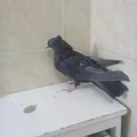 ی ماده سیاه اصفانی د دوتا جوجه سوسکی|پرنده|خمینیشهر, |دیوار