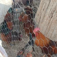 ۶عدد خروس محلی|حیوانات مزرعه|باروق, |دیوار