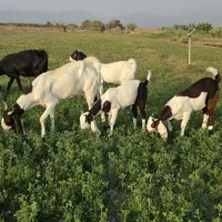 بز و کهره پاکستانی اصل اصل|حیوانات مزرعه|بندرعباس, |دیوار