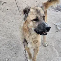 سراب نر اصیل|سگ|شیراز, ظفرآباد|دیوار