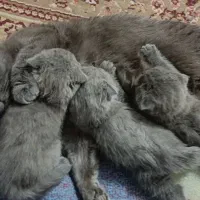 اسکاتیش بلو با اصالت|گربه|کرمان, |دیوار