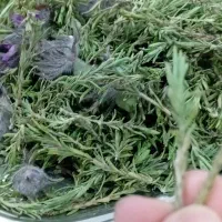 آویشن ومرزه کوهی