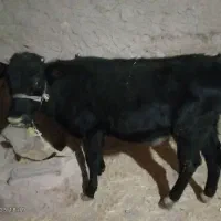 گوساله هلندی