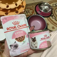 گربه اسکاتیش بلو ماده 3 ماهه|گربه|گرگان, |دیوار