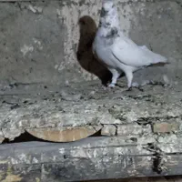کبوتر قنار