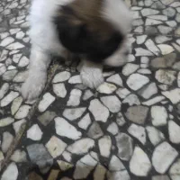 اشمیتزوترییر توافقی