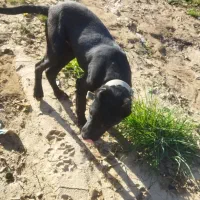 توله نر پیت بول