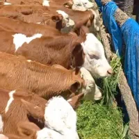 خریدوفروش بهترین گوساله های سیمنتال اصیل|حیوانات مزرعه|میانه, |دیوار