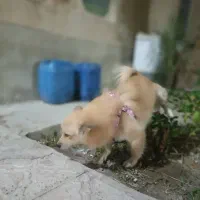 واگذاری سگ اشپیتز پامر|سگ|شیراز, قلات|دیوار