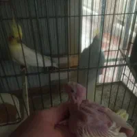 عروس هلندی|پرنده|اندیشه, اندیشه فاز ۵|دیوار