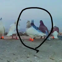 کفترجوونه گم شده