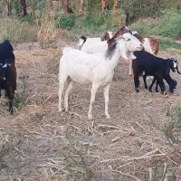 4تا بز پاکستانی آبستن تضمین به شرط