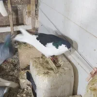 کبوتر شیرازی و پلاکی|پرنده|ساوه, |دیوار