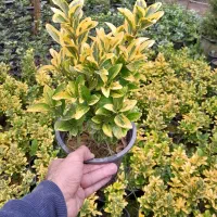 گل وگیاه بیرونی وتزئینی|گل و گیاه طبیعی|رودسر, |دیوار