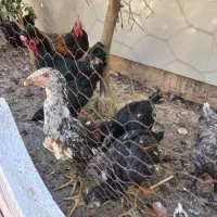 جوجه لاری|حیوانات مزرعه|شیراز, وزیرآباد|دیوار