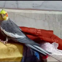 فروش فوری  عروس هلندی نرمه خور وبالغ سخنگو|پرنده|محلات, |دیوار