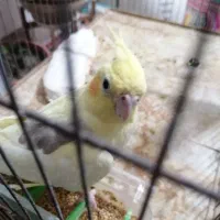 عروس هلندی|پرنده|بوشهر, |دیوار