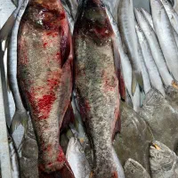 ماهی فیتو ازاد بیگهد درشت|ماهی|زابل, |دیوار