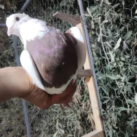 نر طوق سرخ|پرنده|راور, |دیوار