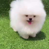 پامرانین بو فیس و تاینی پودل رنگ دارک رد|سگ|اصفهان, ملکشهر|دیوار