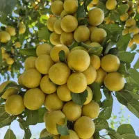 فروش نهال آلوچه زرد سیدی|خدمات باغبانی و درختکاری|مراغه, |دیوار