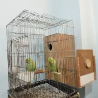 یک جفت طوطی ملنگو