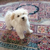 سگ پاکوتاه 2ماهه|سگ|میاندوآب, |دیوار