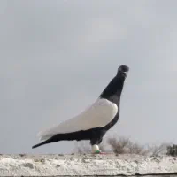 کفتر|پرنده|تربت جام, میان جام|دیوار